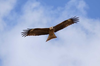 Black Kite 姫路市 Tue, 1/21/2020