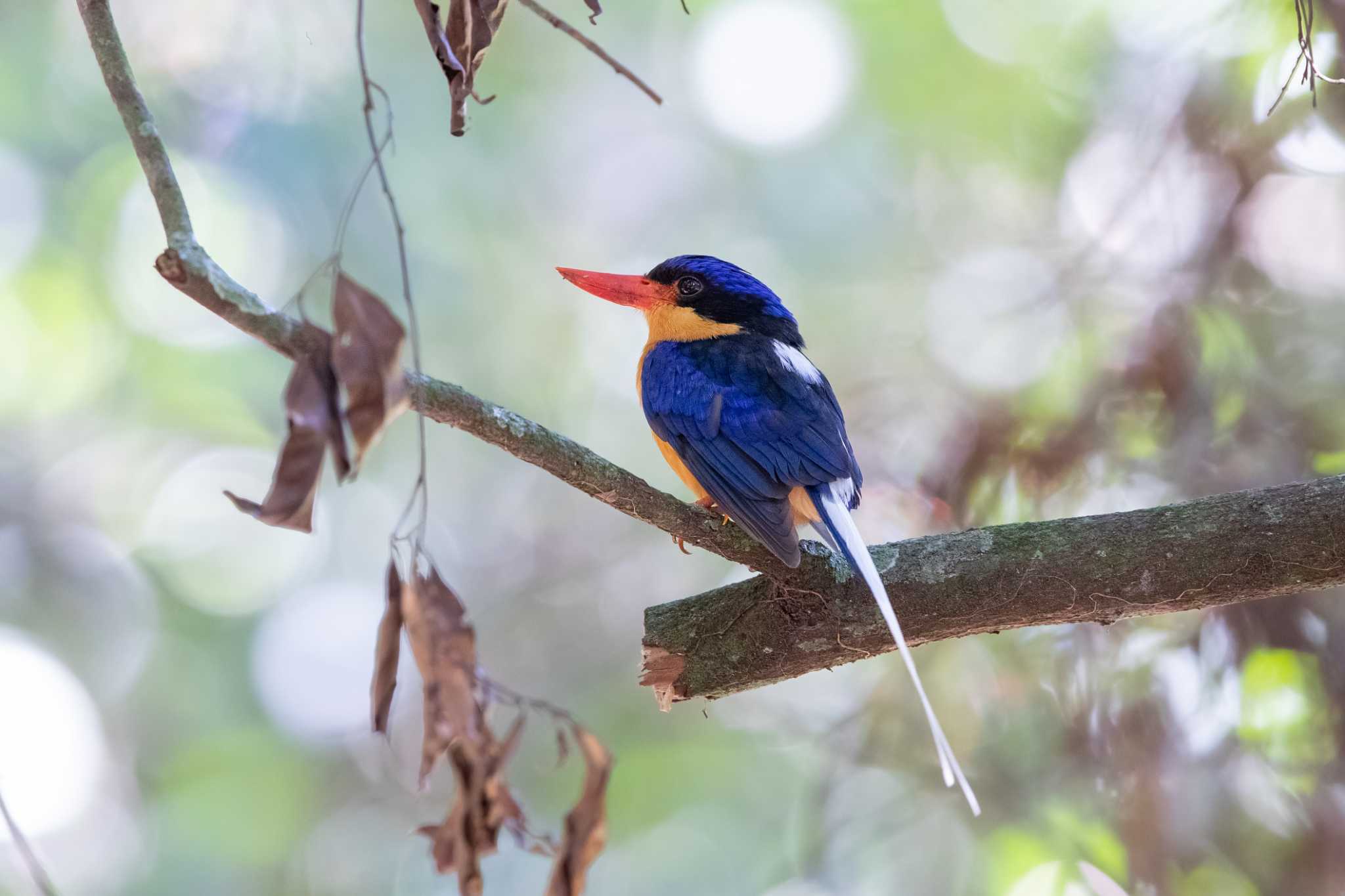 Photo of Buff-breasted Paradise Kingfisher at Kingfisher Park Lodge by Trio