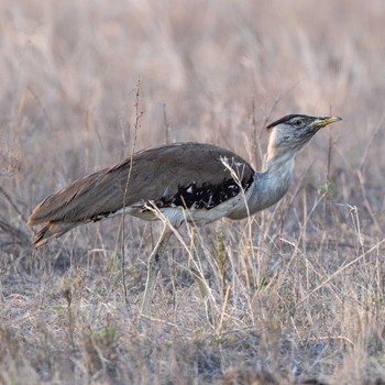 Australian Bustard Marrys Farm Thu, 1/2/2020