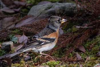 Brambling 奈良市東大寺 Tue, 1/21/2020