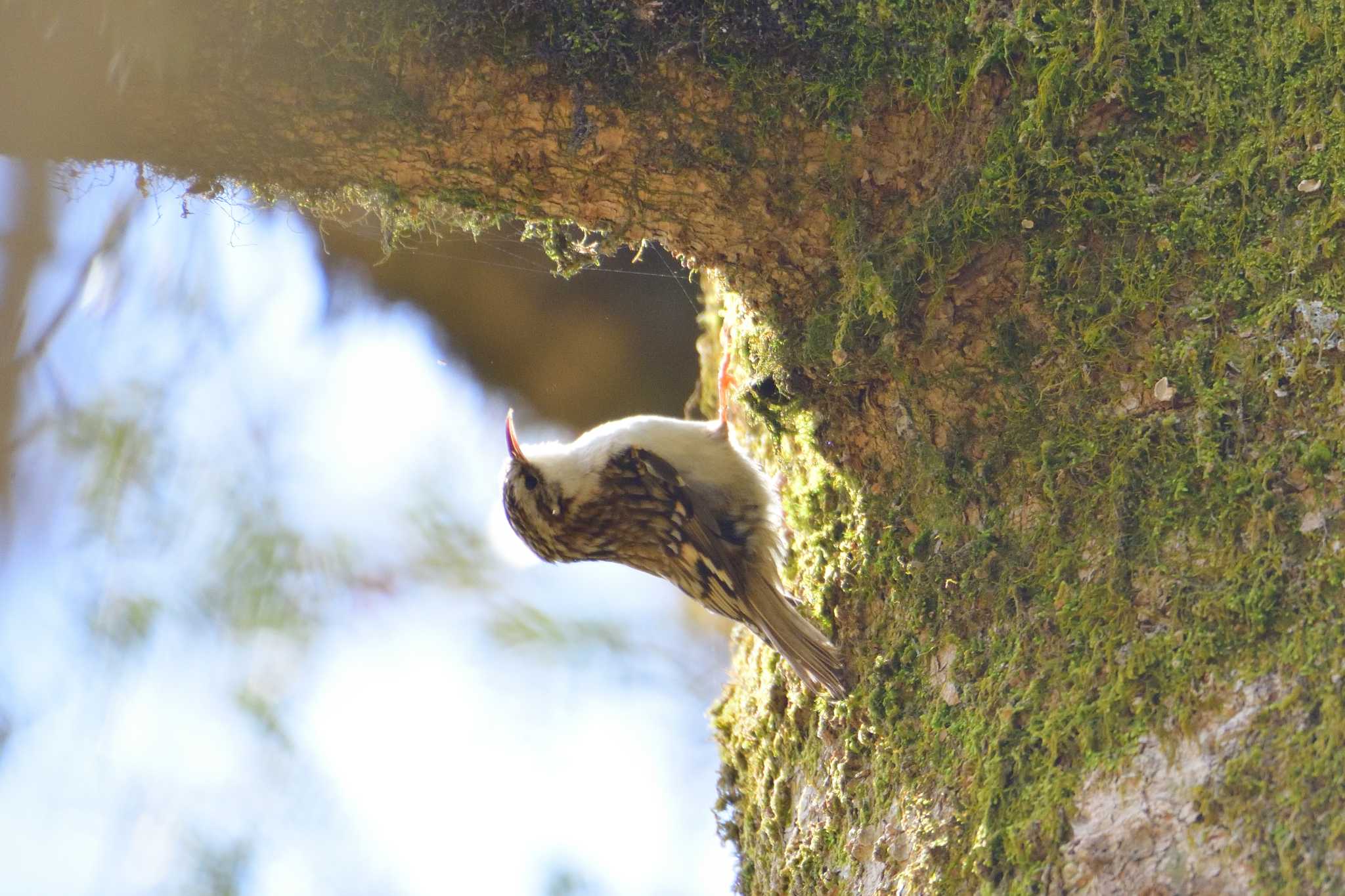 Photo of Eurasian Treecreeper at  by ゆう