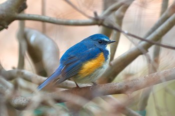 ルリビタキ 薬師池公園 2019年1月10日(木)