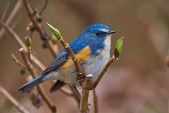 Red-flanked Bluetail Machida Yakushiike Park Thu, 1/10/2019