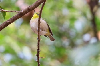 Warbling White-eye Yoyogi Park Wed, 1/22/2020