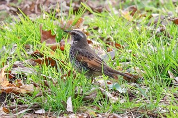 Dusky Thrush Yoyogi Park Wed, 1/22/2020