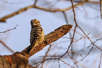 Japanese Pygmy Woodpecker Yoyogi Park Wed, 1/22/2020