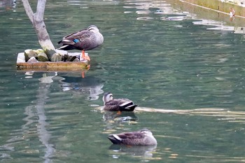 Mallard Yoyogi Park Wed, 1/22/2020