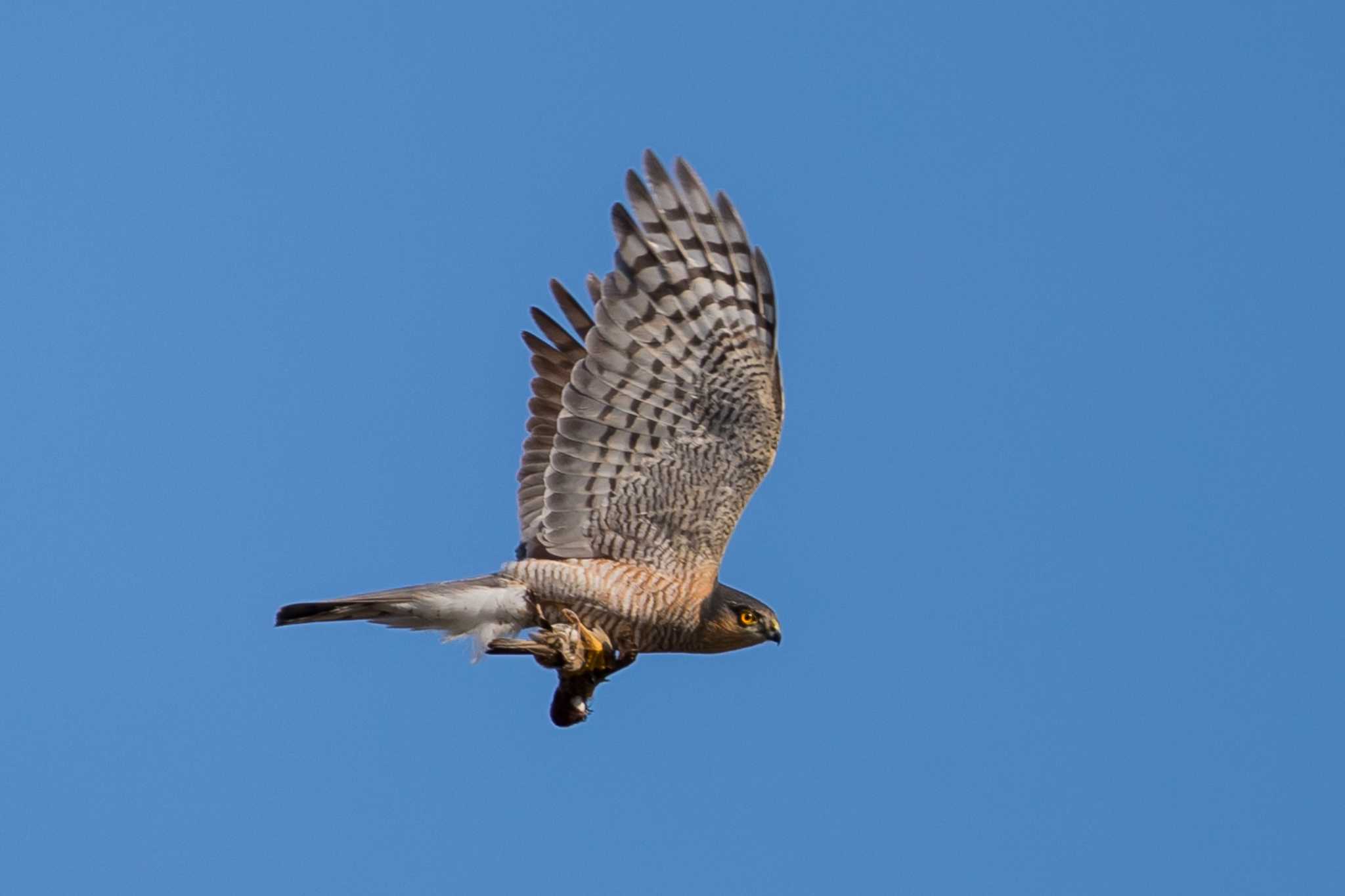 Photo of Eurasian Sparrowhawk at 多摩川 by 子宝貧乏