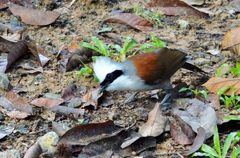 2019年11月29日(金) Bukit Batok Nature Park (Singapore)の野鳥観察記録