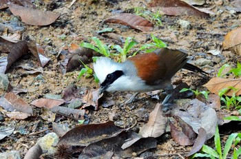 ハクオウチョウ Bukit Batok Nature Park (Singapore) 2019年11月29日(金)