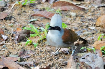 ハクオウチョウ Bukit Batok Nature Park (Singapore) 2019年11月29日(金)