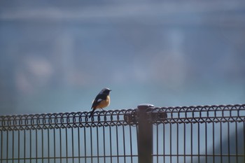 Daurian Redstart 宮ヶ瀬湖 Sun, 2/24/2019