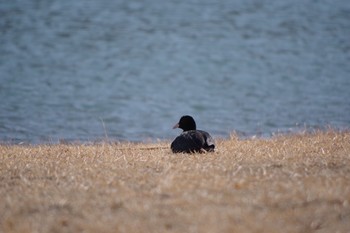 オオバン 宮ヶ瀬湖 2019年2月24日(日)