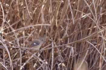 Daurian Redstart 宮ヶ瀬湖 Sun, 2/24/2019