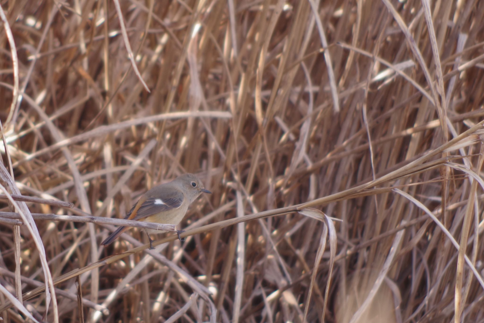 Photo of Daurian Redstart at 宮ヶ瀬湖 by ハチワレ