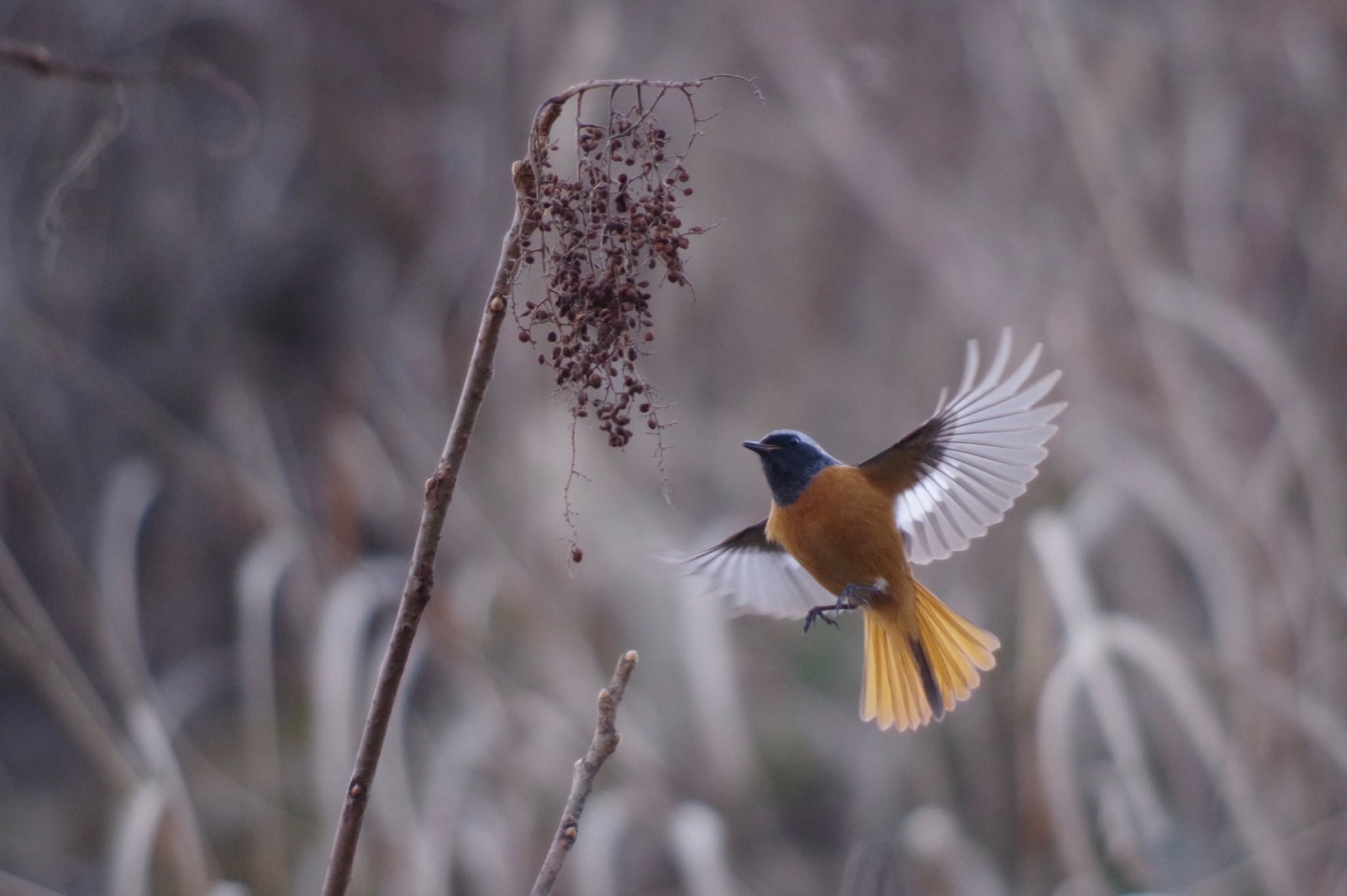 Photo of Daurian Redstart at 宮ヶ瀬湖 by ハチワレ