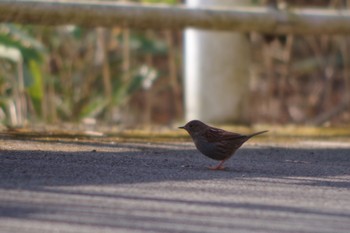 Sun, 2/24/2019 Birding report at 宮ヶ瀬湖