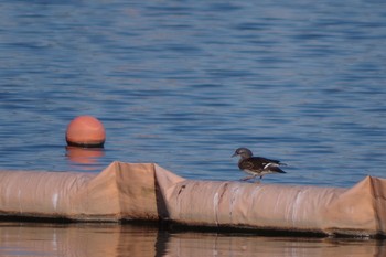 Sat, 1/19/2019 Birding report at 相模原沈殿池