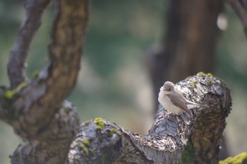 ニシオジロビタキ 日比谷公園 2019年3月5日(火)