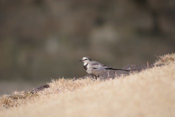 White Wagtail Hibiya Park Tue, 3/5/2019