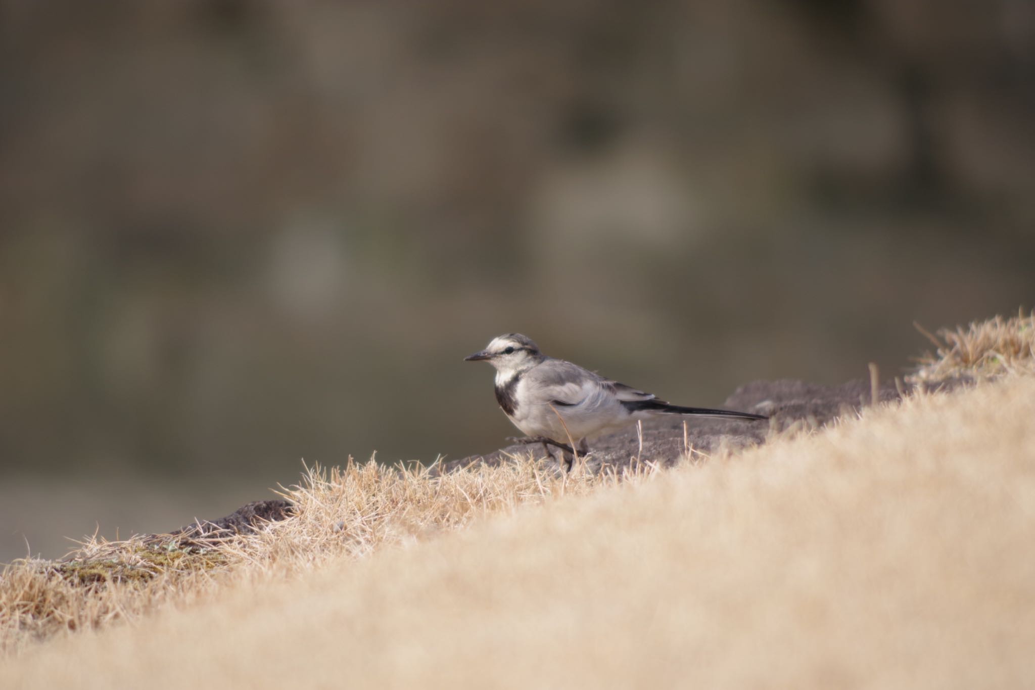 Photo of White Wagtail at Hibiya Park by ハチワレ