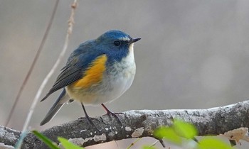 Red-flanked Bluetail 東京都多摩地域 Wed, 1/22/2020