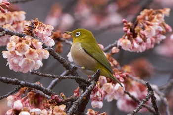 Warbling White-eye Shinjuku Gyoen National Garden Sun, 1/28/2018