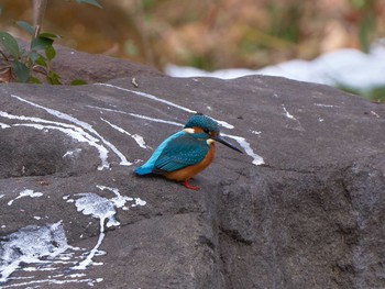 Common Kingfisher Shinjuku Gyoen National Garden Sun, 1/28/2018