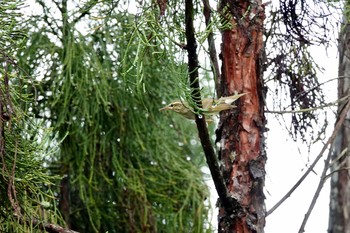 センダイムシクイ シンガポール植物園 2019年11月30日(土)