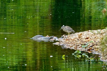 ササゴイ シンガポール植物園 2019年11月30日(土)