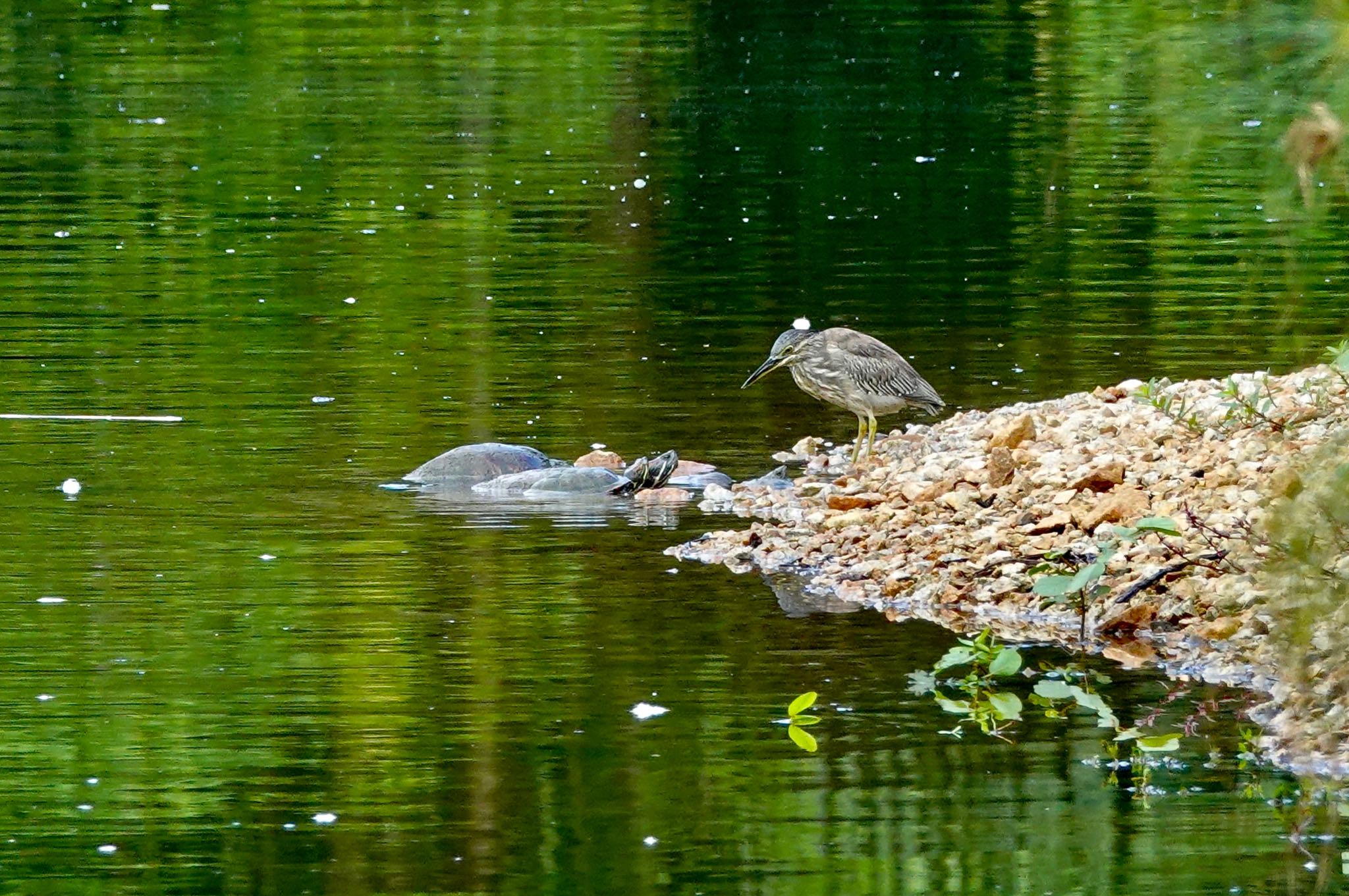 シンガポール植物園 ササゴイの写真 by のどか