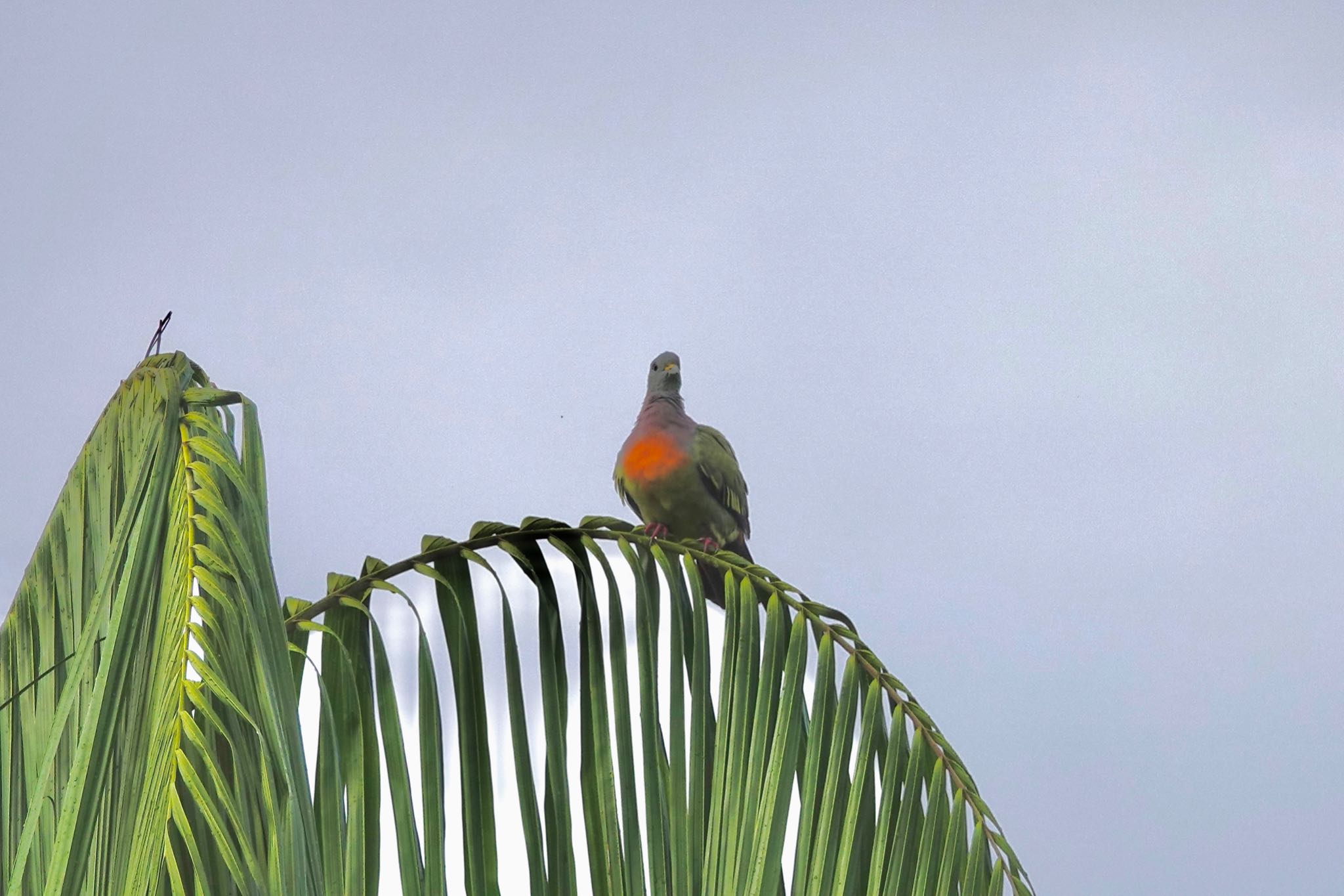 Photo of Pink-necked Green Pigeon at Singapore Botanic Gardens by のどか