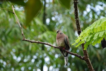 Spotted Dove Singapore Botanic Gardens Sat, 11/30/2019