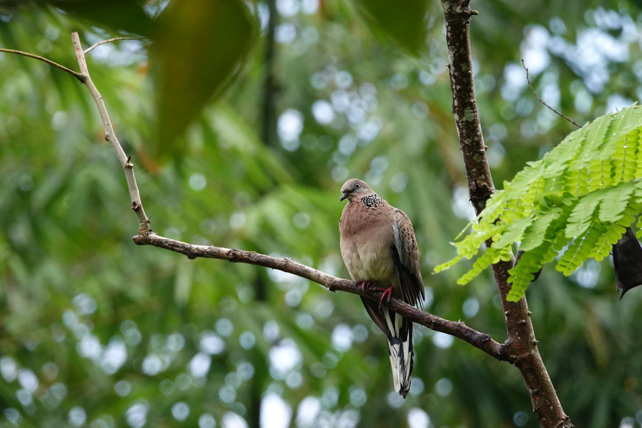 Photo of Spotted Dove at Singapore Botanic Gardens by のどか