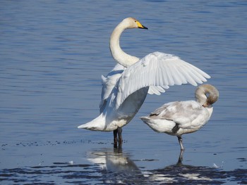 Whooper Swan 多々良沼 Sun, 1/19/2020