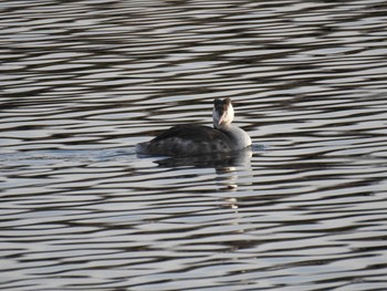 Great Crested Grebe 多々良沼 Sun, 1/19/2020