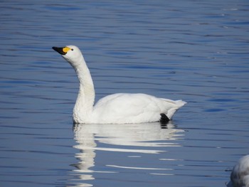 Tundra Swan 多々良沼 Sun, 1/19/2020