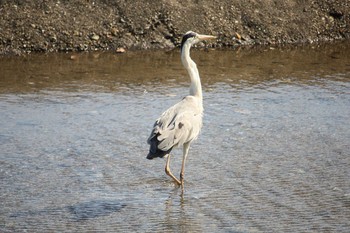 2018年6月30日(土) 金谷漁港の野鳥観察記録