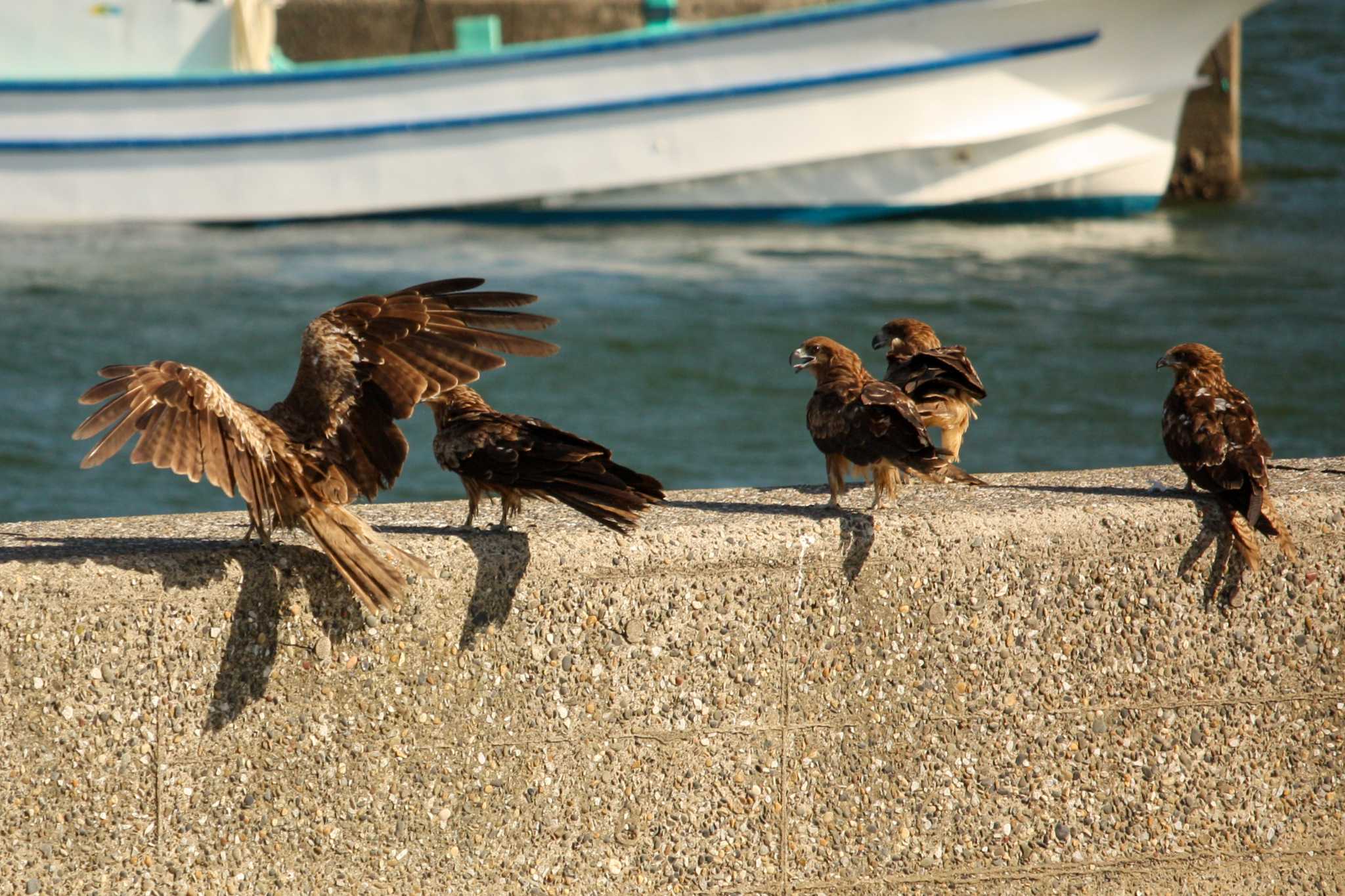 Black Kite