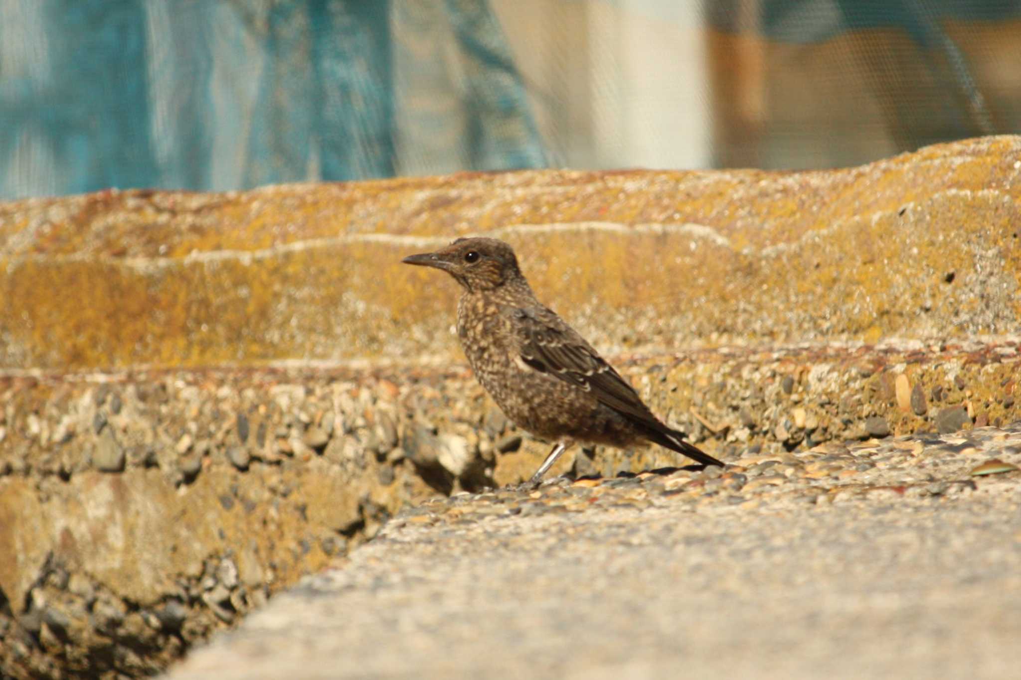 Blue Rock Thrush