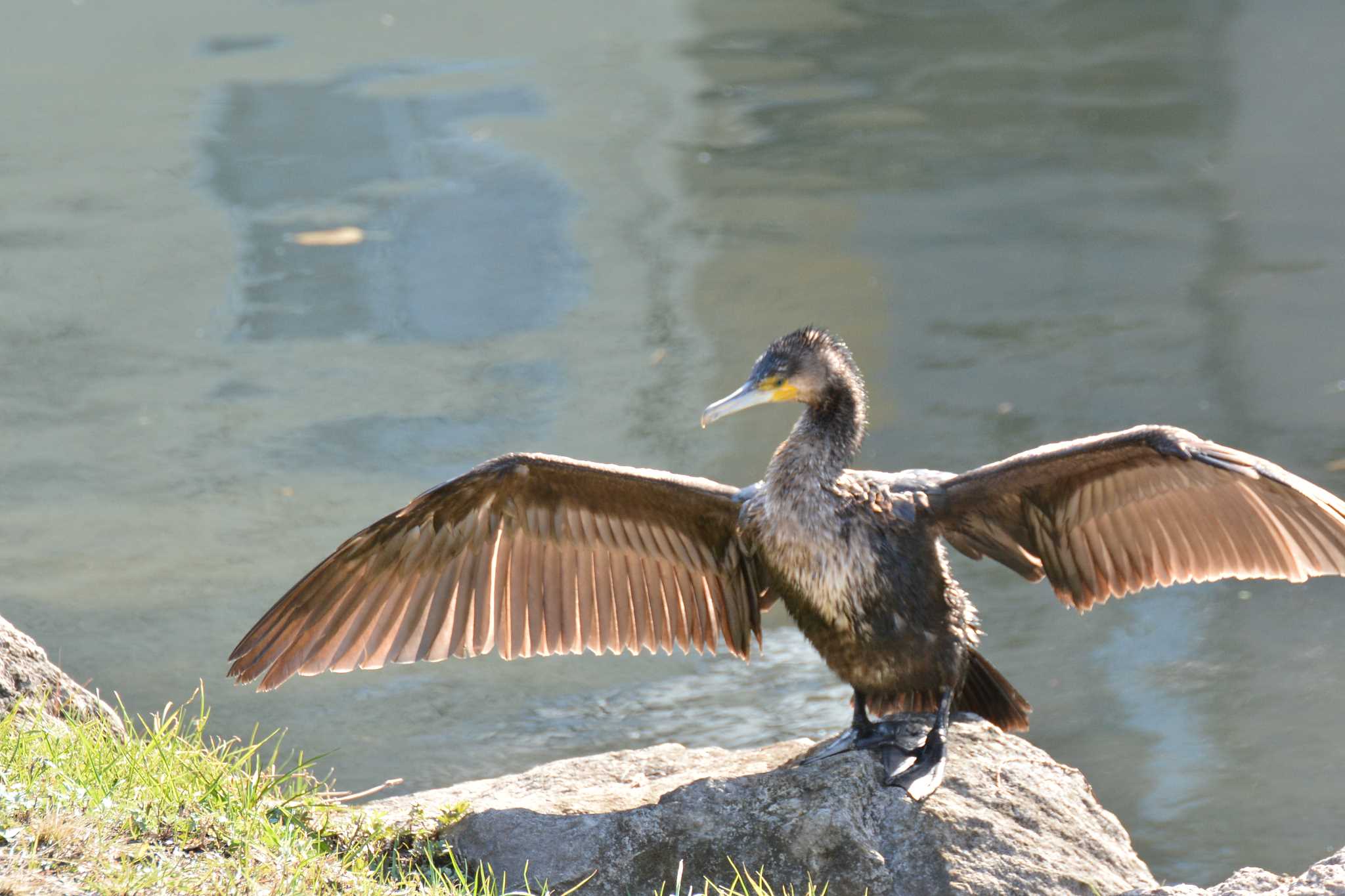 野川 カワウの写真 by geto