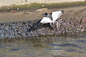 White Wagtail Nogawa Mon, 1/20/2020