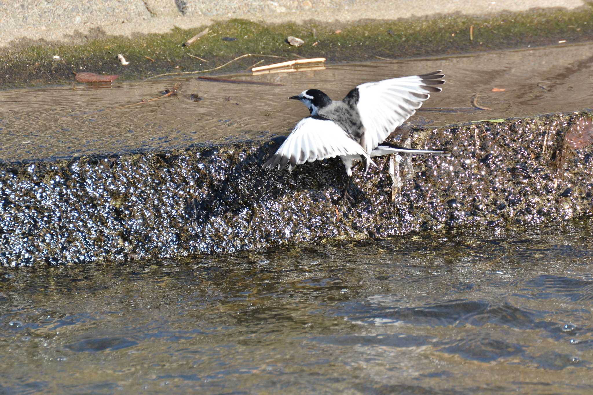 White Wagtail