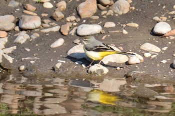 Grey Wagtail Nogawa Fri, 1/10/2020