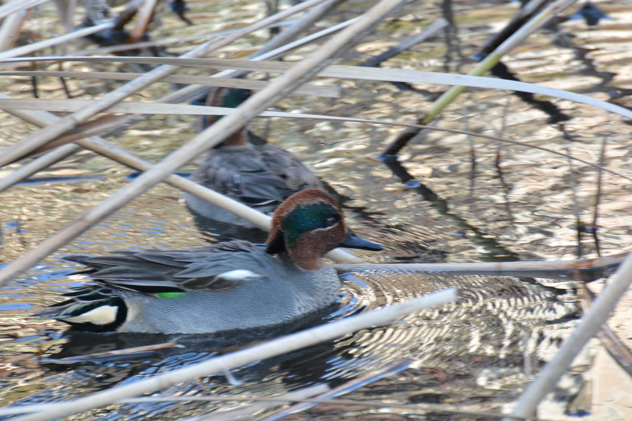 Photo of Eurasian Teal at Nogawa by geto