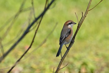 Bull-headed Shrike Nogawa Mon, 1/20/2020