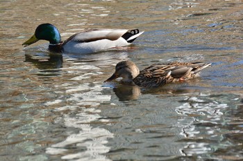 2020年1月10日(金) 野川の野鳥観察記録