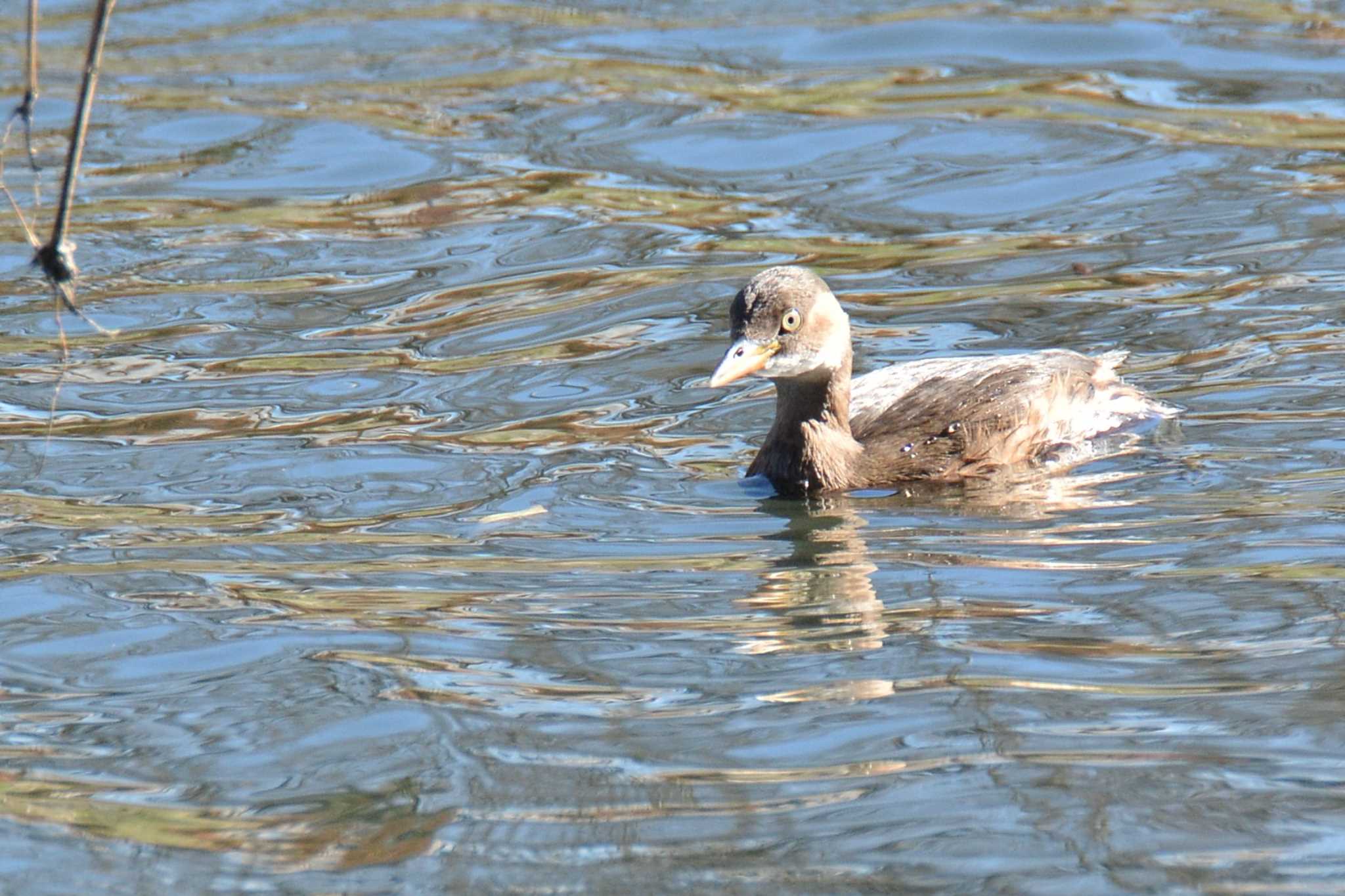 Photo of Little Grebe at Nogawa by geto