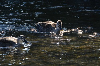 Eastern Spot-billed Duck Nogawa Fri, 1/10/2020