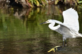 Little Egret Nogawa Fri, 1/10/2020